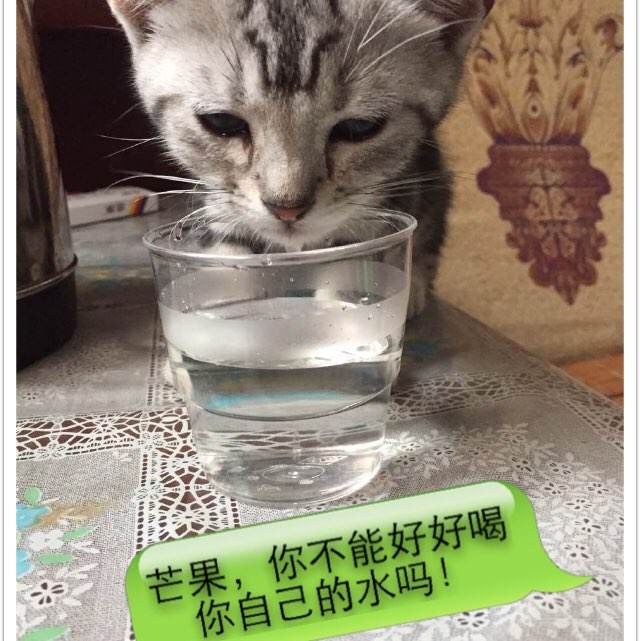 办理假公司执照